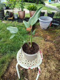 feralfoliage aroids figs sanpedro liveplants
