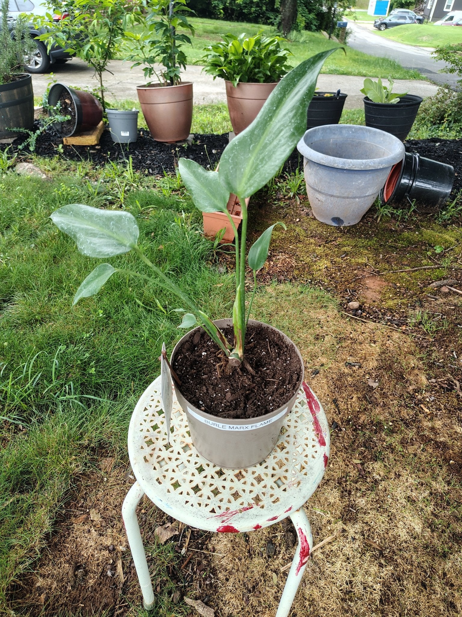 feralfoliage aroids figs sanpedro liveplants