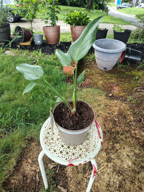 feralfoliage aroids figs sanpedro liveplants
