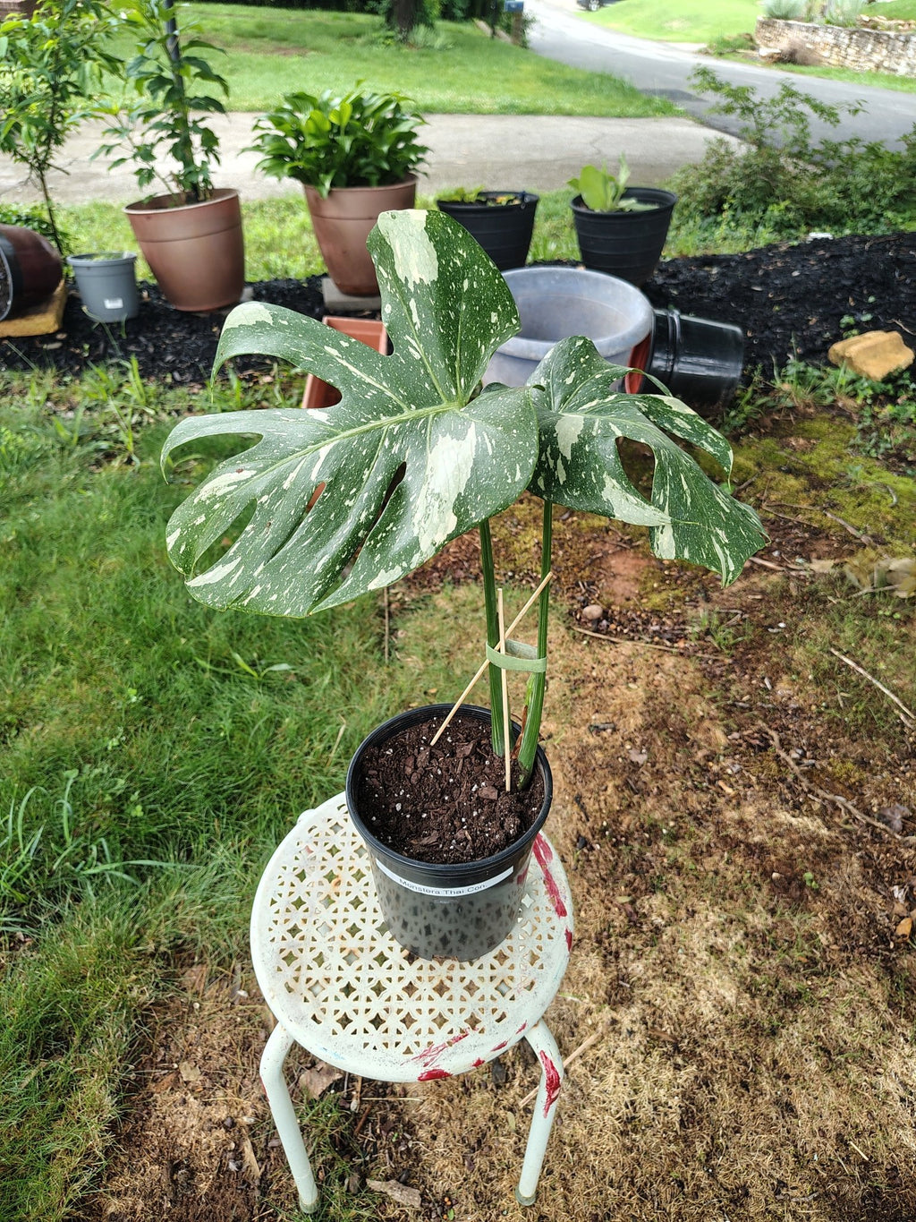 feralfoliage aroids figs sanpedro liveplants
