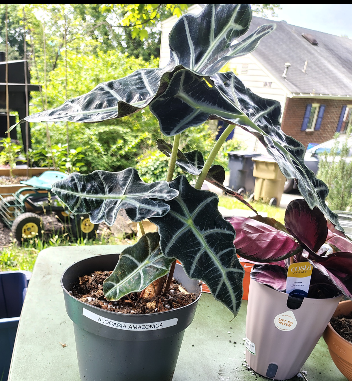 feralfoliage aroids figs sanpedro liveplants