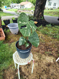 feralfoliage aroids figs sanpedro liveplants