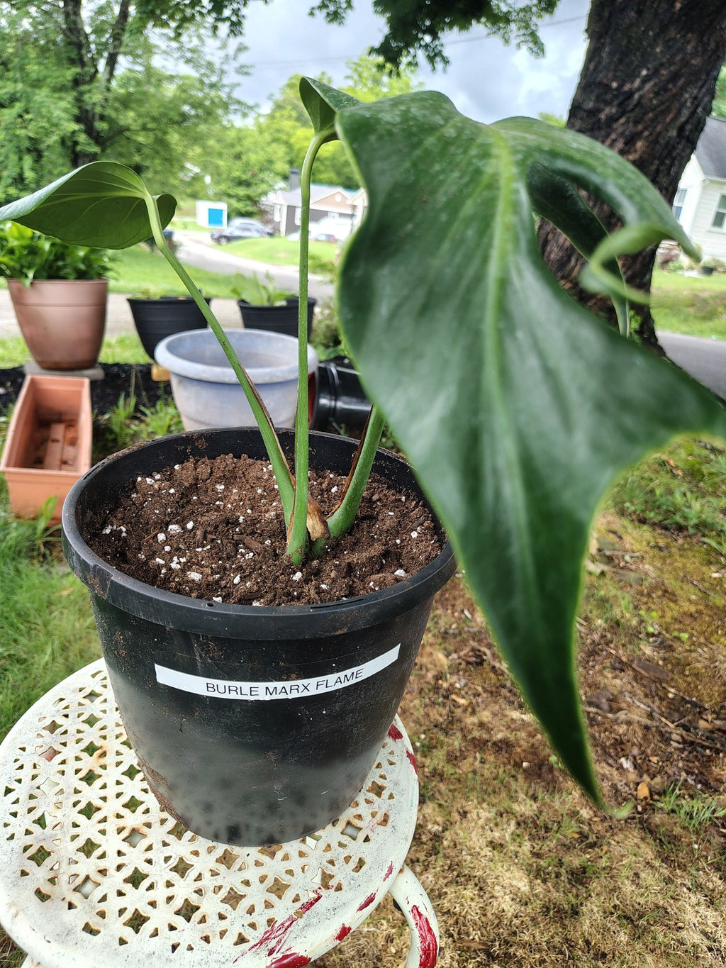 feralfoliage aroids figs sanpedro liveplants