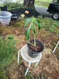 feralfoliage aroids figs sanpedro liveplants