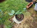 feralfoliage aroids figs sanpedro liveplants