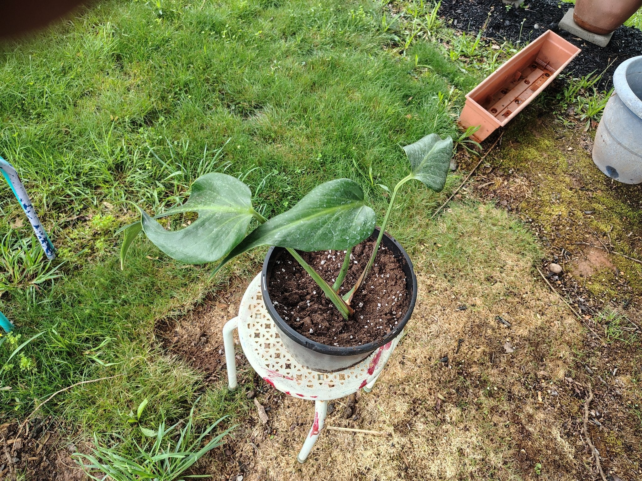 feralfoliage aroids figs sanpedro liveplants